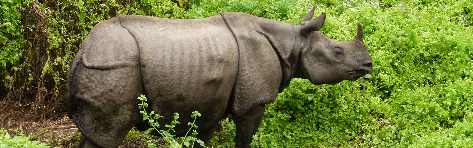 Rhino census halted due to funding shortage