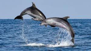 Number of dolphins goes up in Saptakoshi River