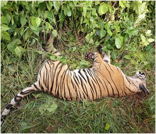 Royal Bengal tiger found dead