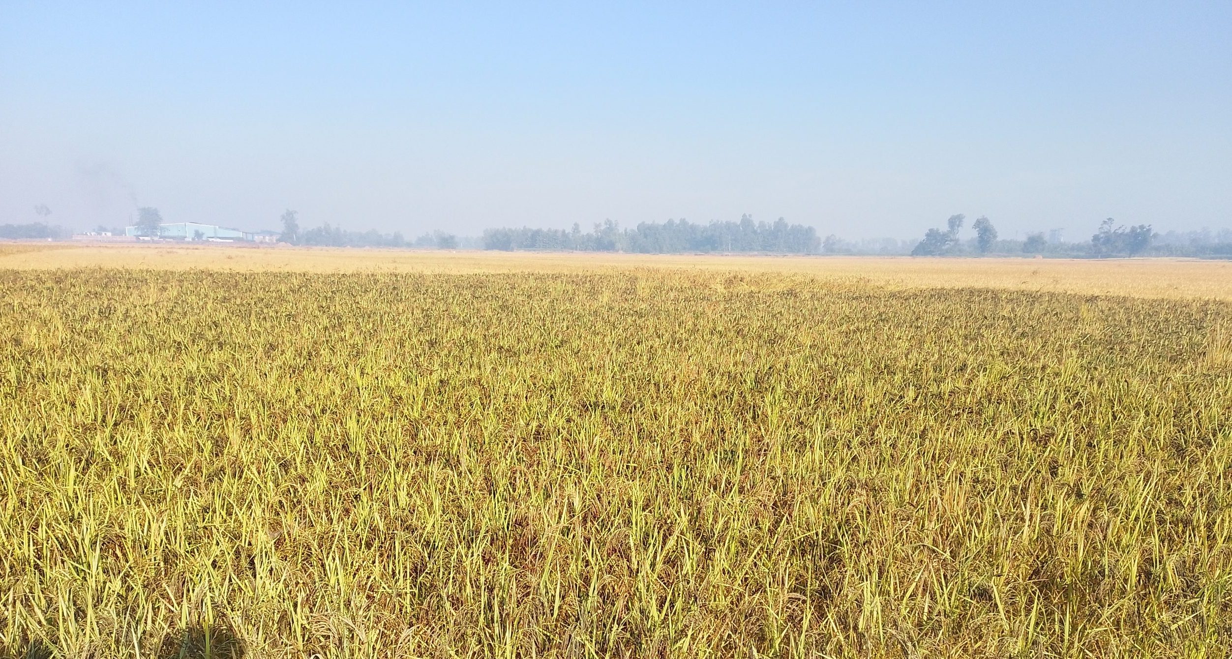 Indigenous Kalanamak variety of rice on verge of disappearance in Banke   