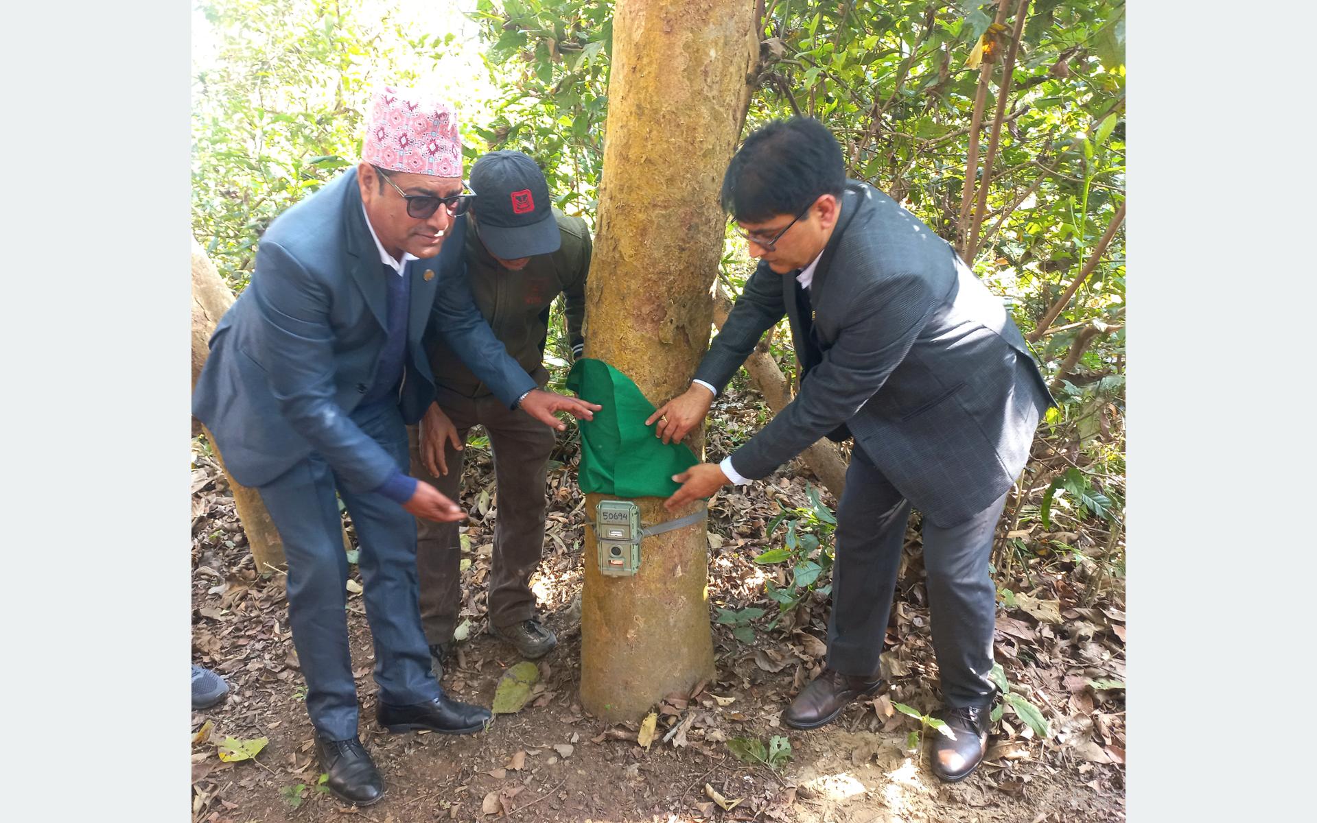 Tiger census commences in Nepal; 1,100 advanced cameras employed