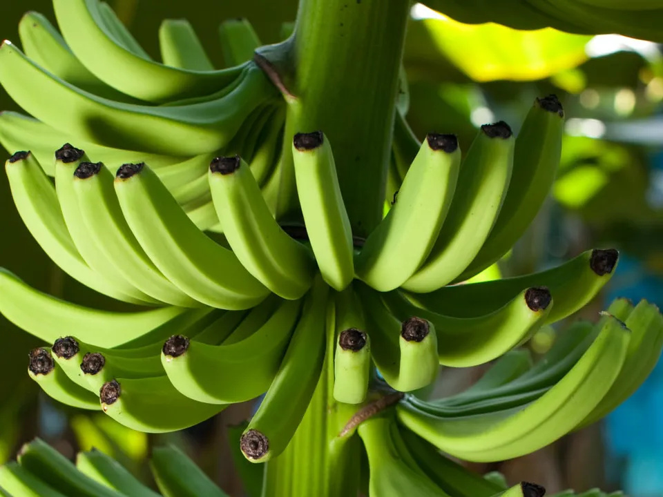 Banana farming in Chitwan reports TR4 infection