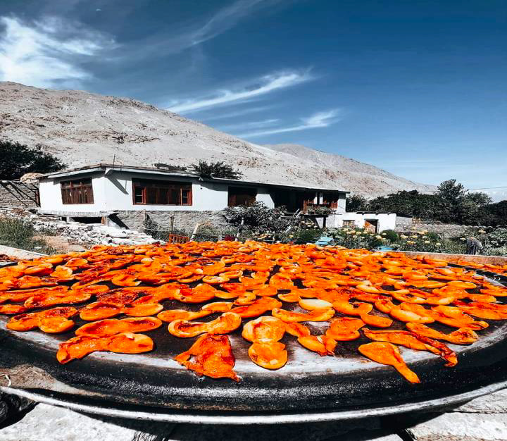 Reviving Tradition, Boosting Income: Kowardu Farmers’ Apricot Breakthrough